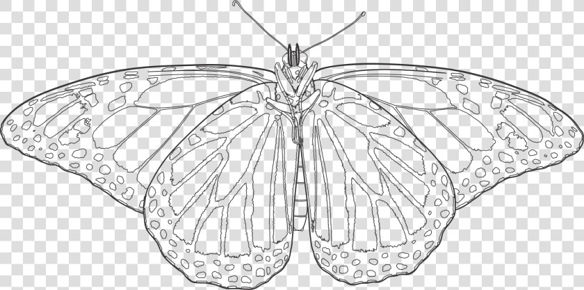 Transparent Monarch Butterflies Png   Monarch Butterfly Drawing Transparent  Png DownloadTransparent PNG