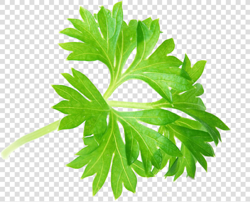 Transparent Perejil Png   Parsley Leaf  Png DownloadTransparent PNG