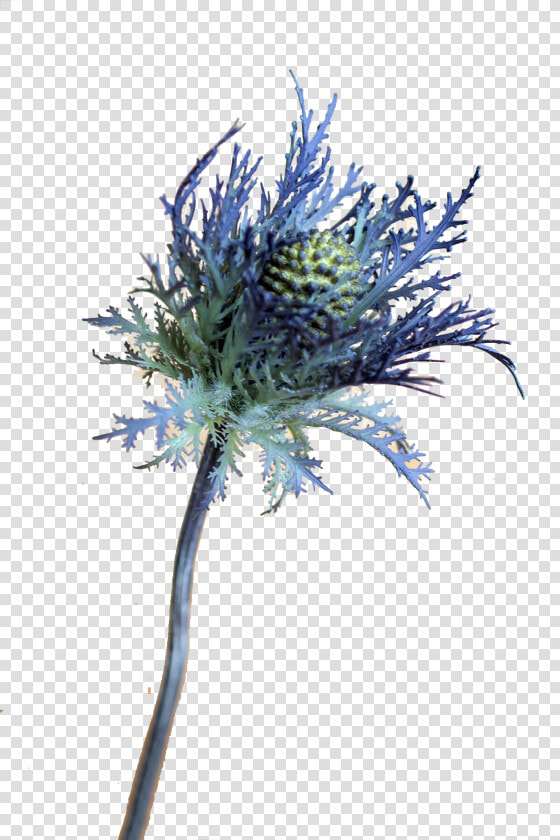 Blue Thistle Flowers Png Free Download  Transparent PngTransparent PNG