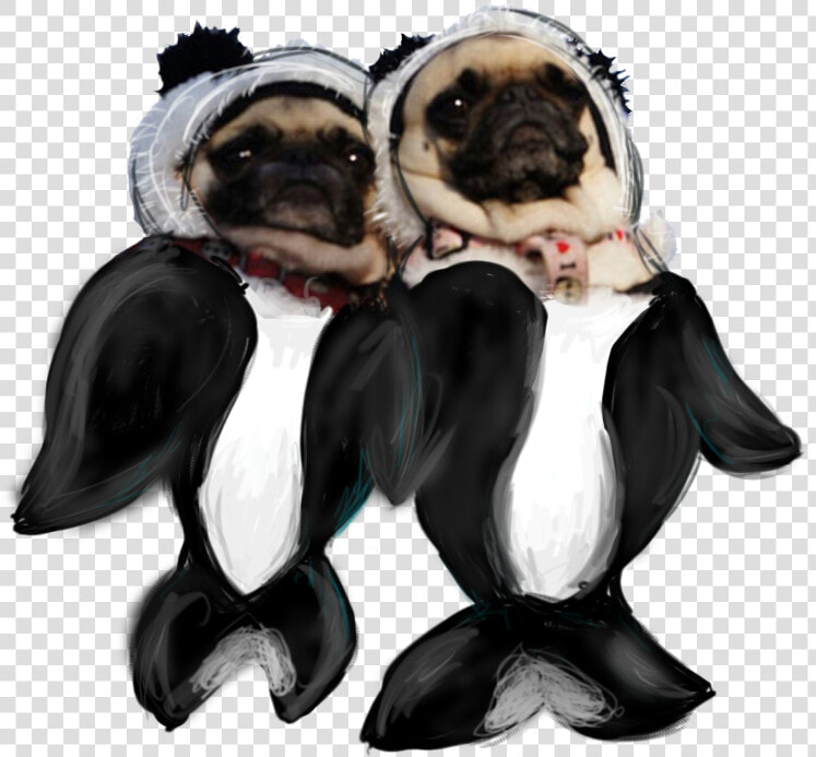 Transparent Orca Pugs   Pug  HD Png DownloadTransparent PNG