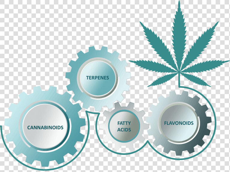 The Entourage Effect Is A Term That Explains How All   Marijuana Leaf  HD Png DownloadTransparent PNG