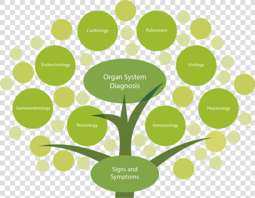 Tree Top   Functional Medicine Tree Pdf  HD Png DownloadTransparent PNG