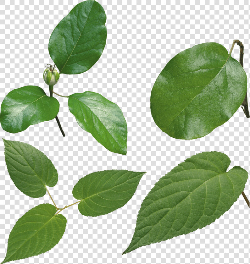 Green Leaves Png Image   High Definition Leaf Png  Transparent PngTransparent PNG