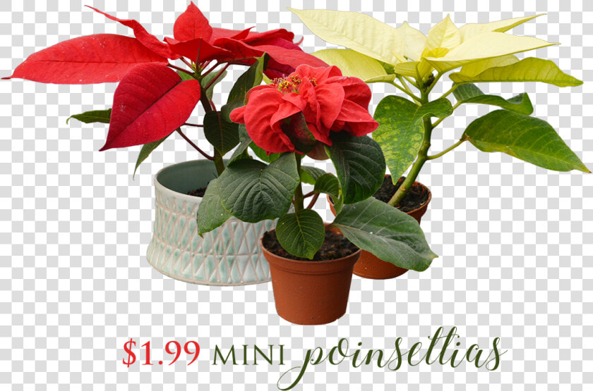 Flowerpot  HD Png DownloadTransparent PNG