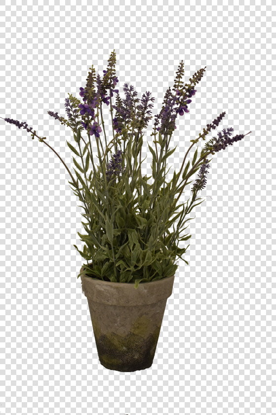 Big Lavender Pot   English Lavender  HD Png DownloadTransparent PNG