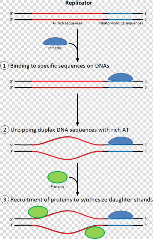 Dna Clipart Dna Replication   Initiation De La Replication  HD Png DownloadTransparent PNG