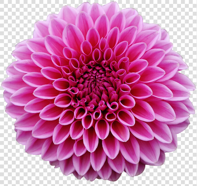 Dahlia  Dahlias  Autumn  Asteraceae  Flower Garden  HD Png DownloadTransparent PNG