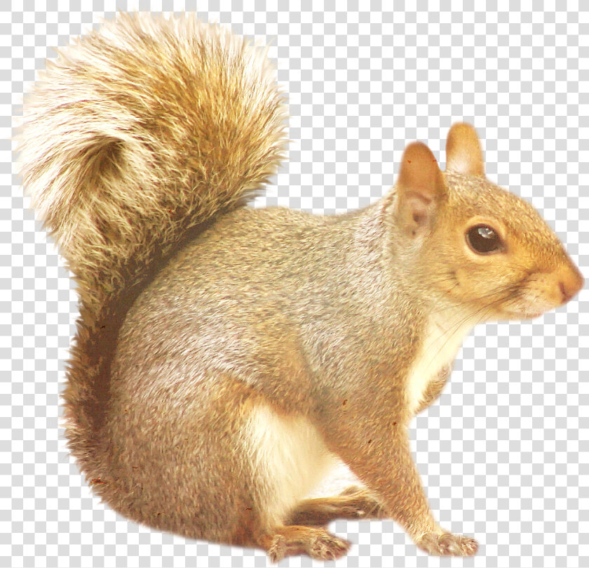 Squirrel Png   Transparent Background Squirrel Clipart  Png DownloadTransparent PNG