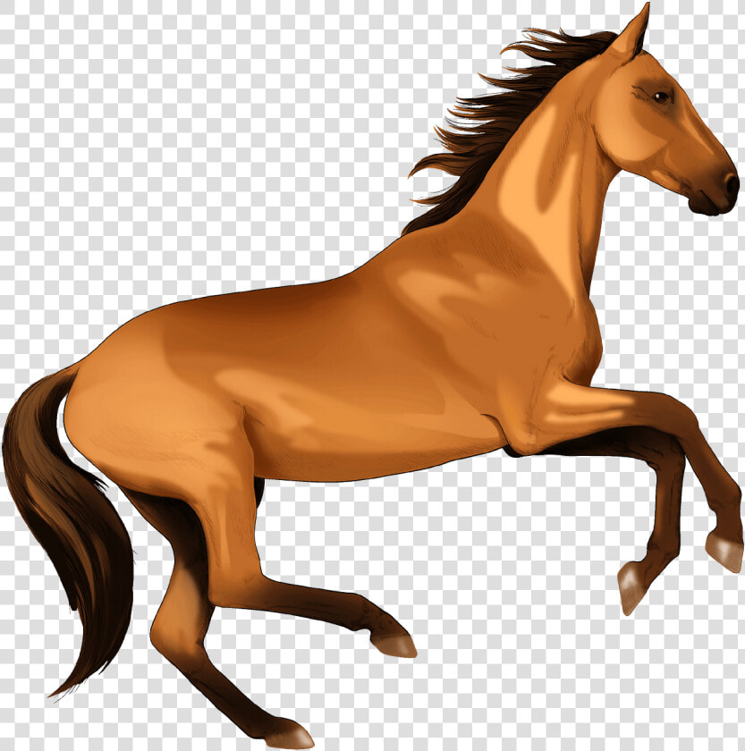 Stallion  HD Png DownloadTransparent PNG