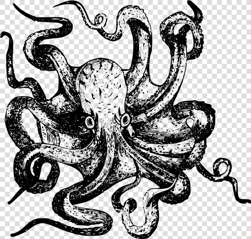 Plastic Network Spread Across Eight Tentacles   Octopus Drawing  HD Png DownloadTransparent PNG