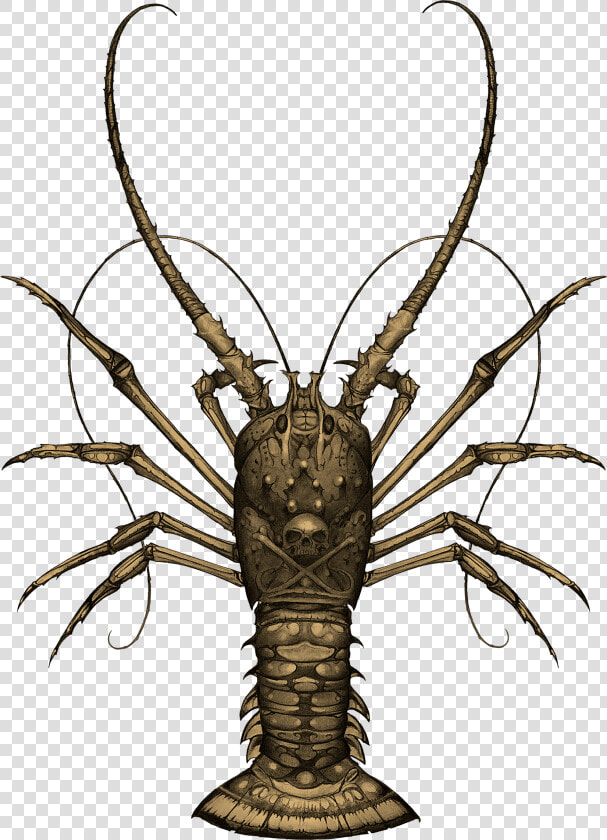 Spiny Lobster  HD Png DownloadTransparent PNG