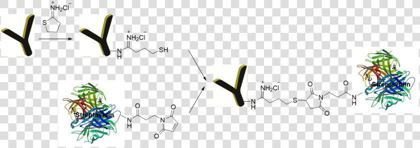 Antibody Streptavidin Conjugate  HD Png DownloadTransparent PNG