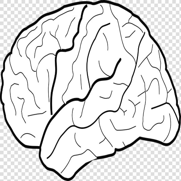   White Brain Clip Art   Png Download   White Brain Clip Art  Transparent PngTransparent PNG