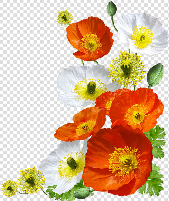 Poppies  Iceland  Arrangement   Iceland Poppies Png  Transparent PngTransparent PNG