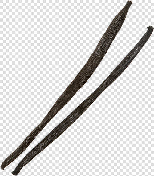 Vanilla Bean Png   Transparent Background Vanilla Bean Png  Png DownloadTransparent PNG