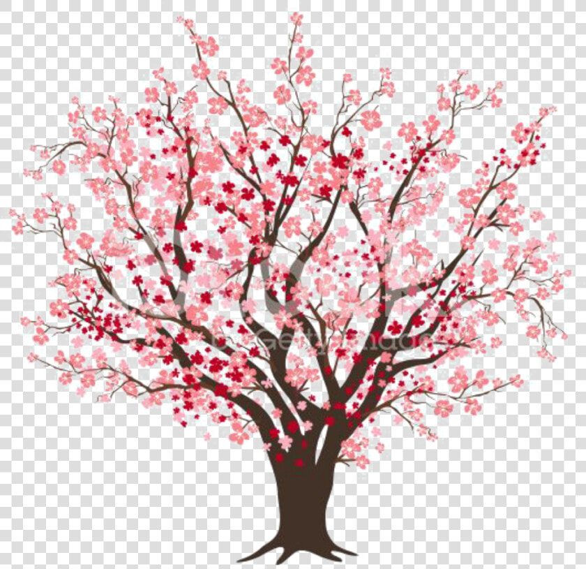 Bloosoming Apple Tree Clipart Clipart Freeuse Library   Cherry Blossom Tree Clipart  HD Png DownloadTransparent PNG