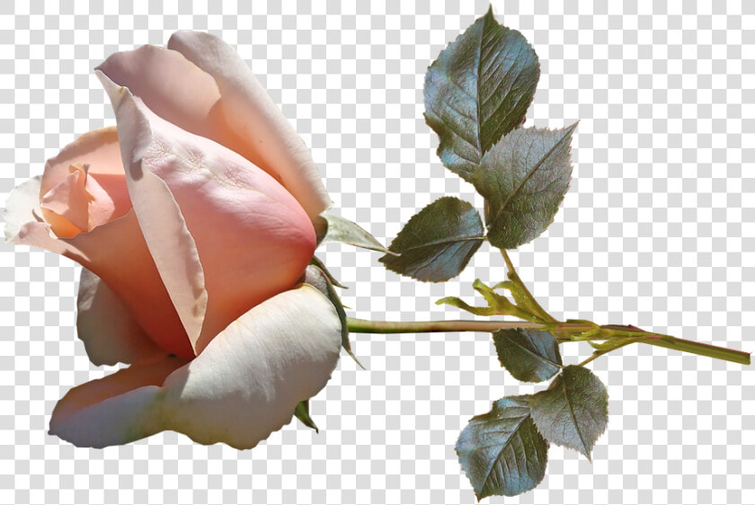 Flower  Rose  Bud  Stem  Fragrant  Perfume  Garden   Garden Roses  HD Png DownloadTransparent PNG