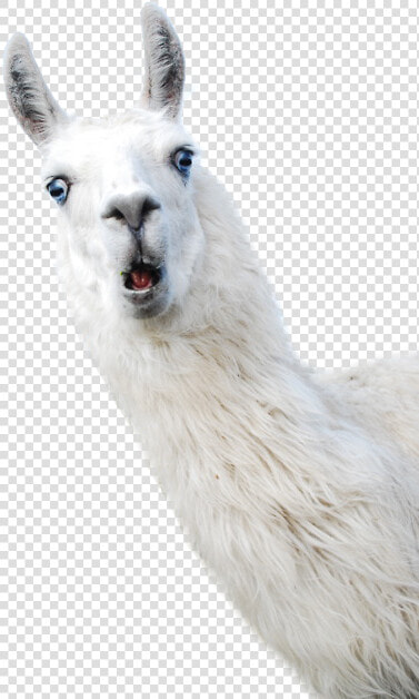 Llama Alpaca Camelids Wool   Llama Png  Transparent PngTransparent PNG