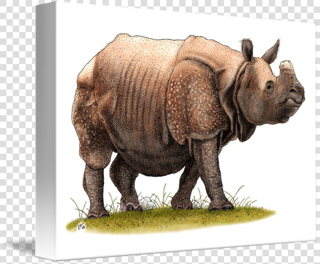 Transparent Rhinoceros Clipart   Indian Rhinoceros  HD Png DownloadTransparent PNG