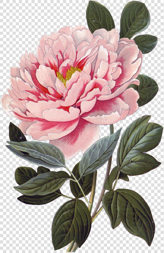 Transparent Peony Png   Vintage Botanical Prints Peony  Png DownloadTransparent PNG