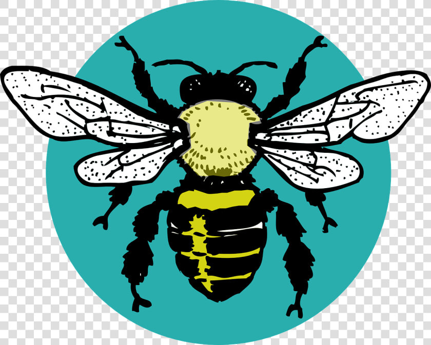 Bug  Hornet  Bee  Insect  Wasp  Sting  Wing  Fly   Bee Outline  HD Png DownloadTransparent PNG