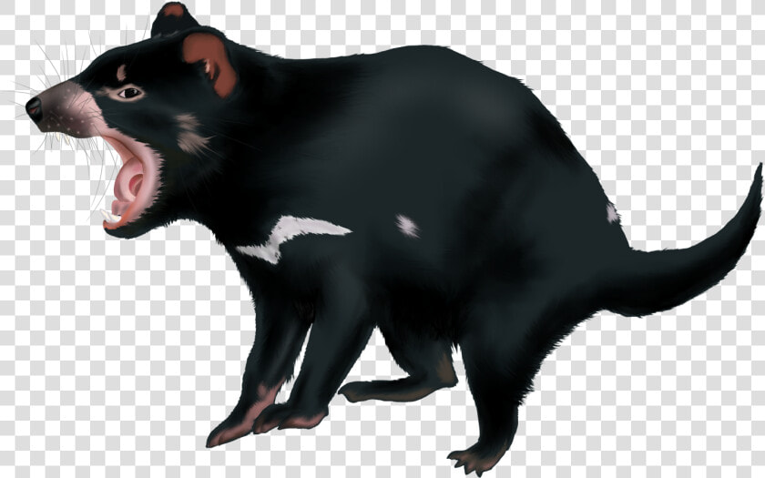 Tasmanian Devil Png  Transparent PngTransparent PNG