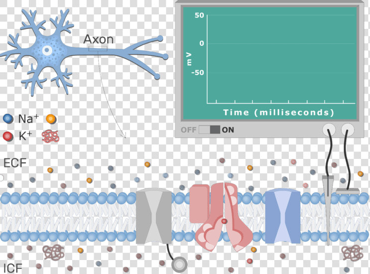 An Image Showing The Neuron Action Potential Sequence   Neuron At Resting Potential  HD Png DownloadTransparent PNG