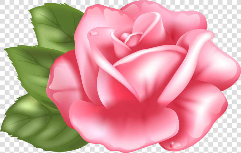 Rose Pink Desktop Wallpaper Clip Art   Pink Rose Clipart Transparent Background  HD Png DownloadTransparent PNG