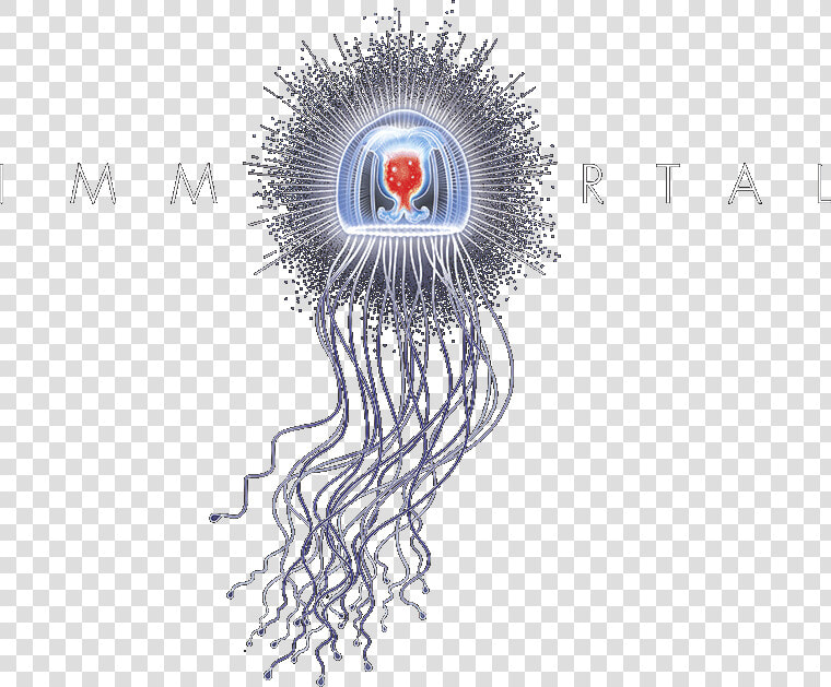 Transparent Immortal Png   Sketch  Png DownloadTransparent PNG