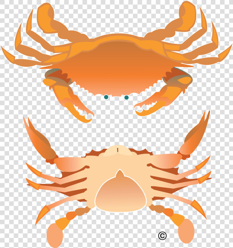 Clip Art Crabs Clip Art New   Crab Birds Eye View  HD Png DownloadTransparent PNG