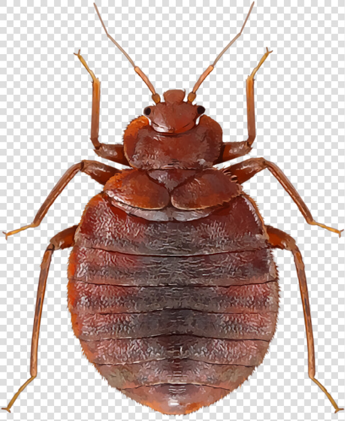 Weevil  HD Png DownloadTransparent PNG