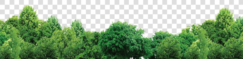 Tree Forest Trees Free Hd Image   Transparent Background Trees Png  Png DownloadTransparent PNG