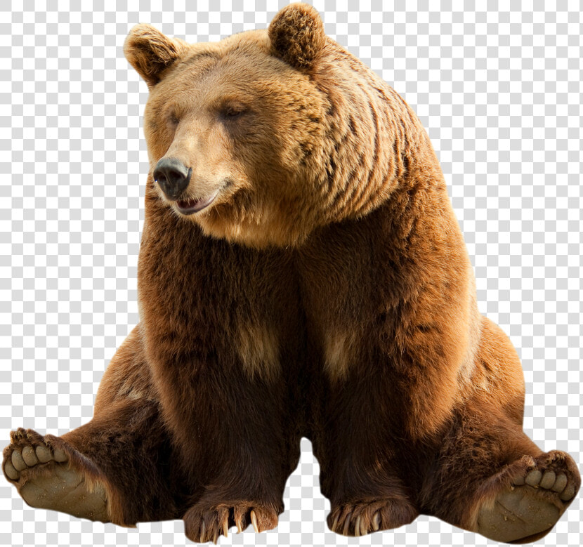 Grizzly bear   Transparent Background Brown Bear Transparent  HD Png DownloadTransparent PNG