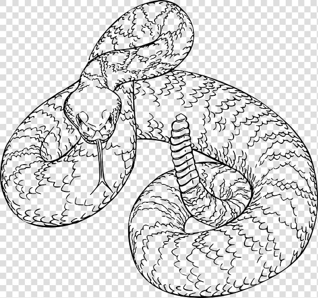 Western Diamondback Rattlesnake Drawing  HD Png DownloadTransparent PNG