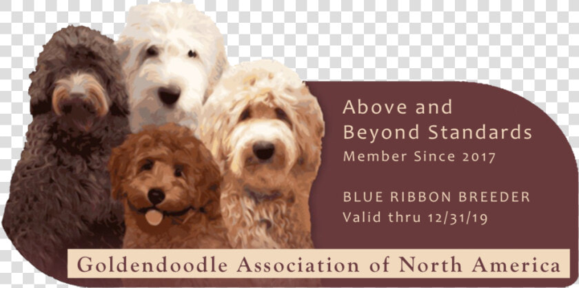 Above Beyond   Our Goldendoodles  HD Png DownloadTransparent PNG