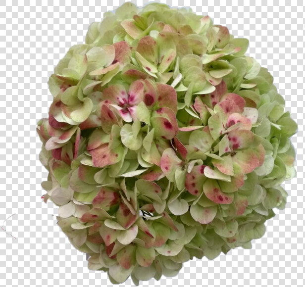 Hydrangea Antique Green   Antique Green Hydrangea  HD Png DownloadTransparent PNG