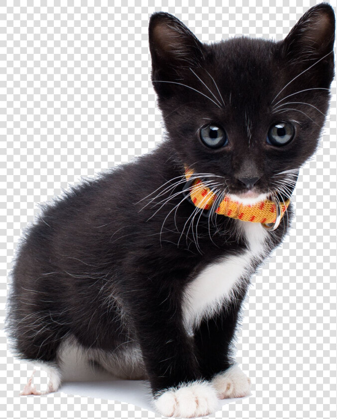 European Shorthair Cat American Transparent Background   Cat  HD Png DownloadTransparent PNG