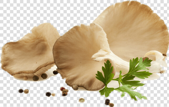 Fresh Oyster Mushroom Png  Transparent PngTransparent PNG