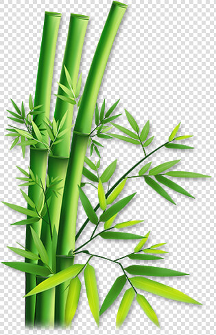 Bamboo Png   Transparent Bamboo  Png DownloadTransparent PNG