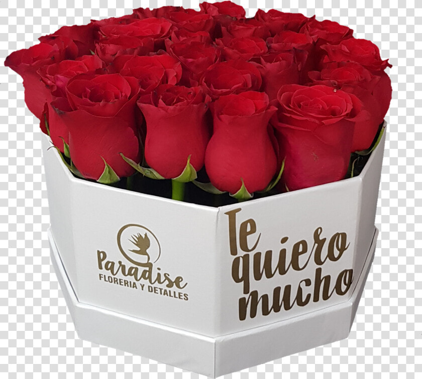 Caja De Rosa Roja C 19   Garden Roses  HD Png DownloadTransparent PNG