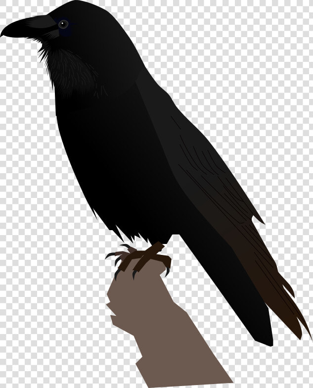 Common Raven Transparent Png   Portable Network Graphics  Png DownloadTransparent PNG