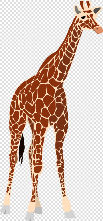 Transparent Giraffe Face Clipart   Tall And Short Comparison  HD Png DownloadTransparent PNG