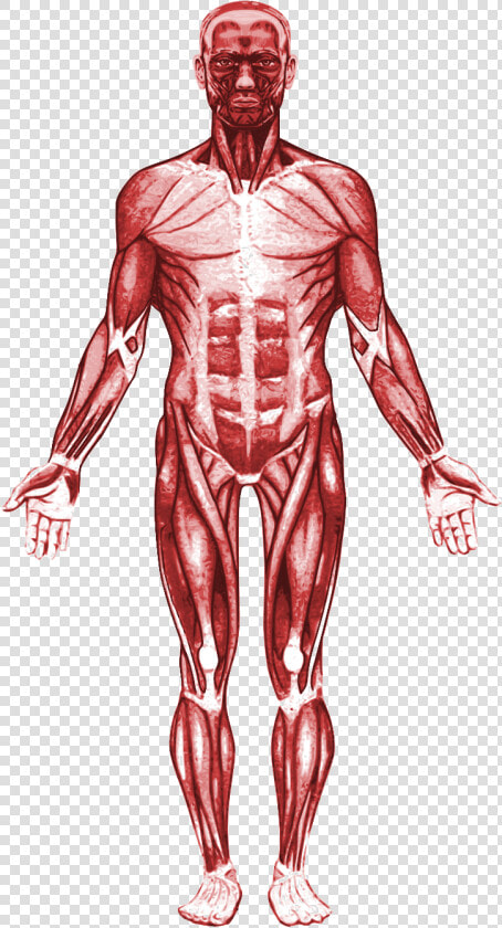 Transparent Muscular System Png  Png DownloadTransparent PNG