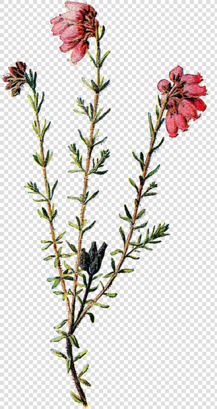 Wildflower Clipart Pretty   Transparent Background Wild Flowers Png  Png DownloadTransparent PNG