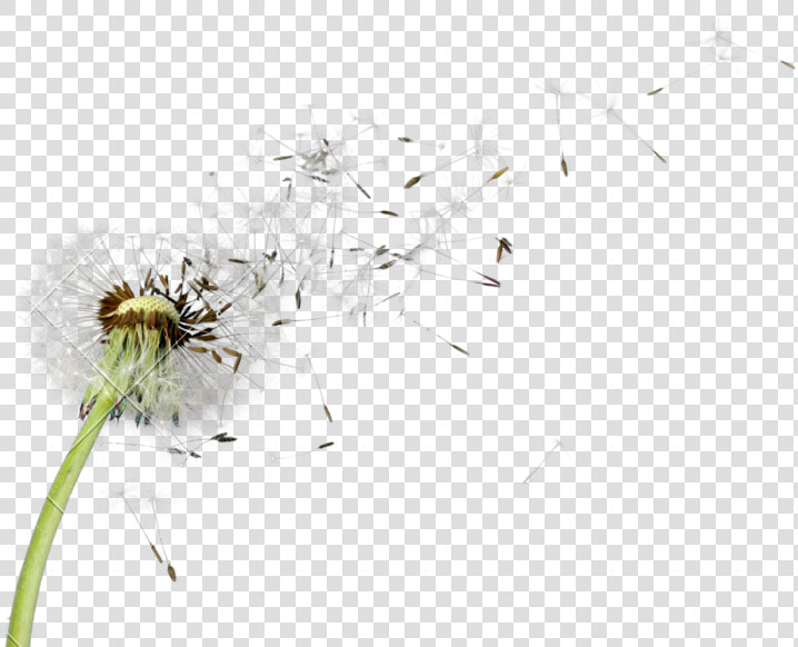 Dandelion Png Picture   Transparent Dandelion Flower Png  Png DownloadTransparent PNG