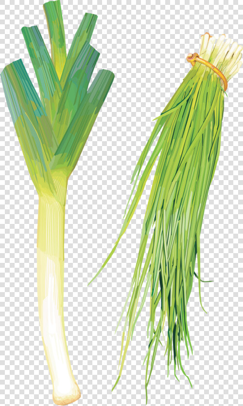 Clip Art Green Onion Flower   Leek  HD Png DownloadTransparent PNG