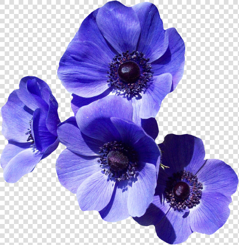 Purple Flower Png Transparent Image   Purple Flowers Transparent  Png DownloadTransparent PNG