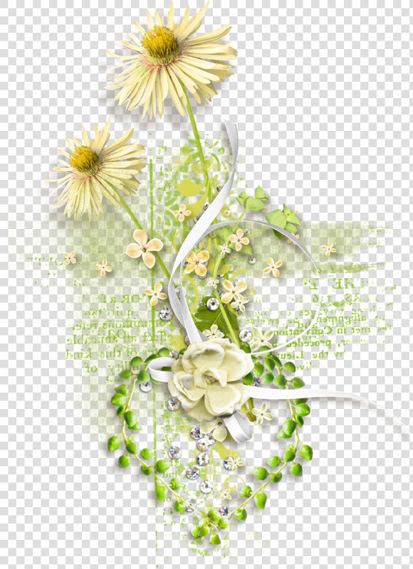 Aster  HD Png DownloadTransparent PNG