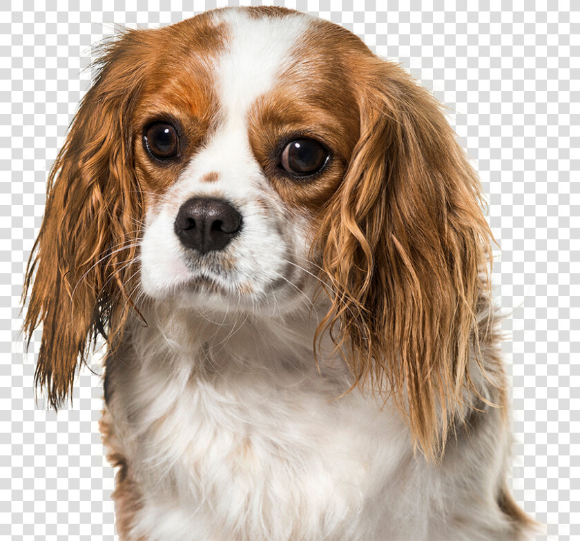 Cavalier King Charles Spaniel  HD Png DownloadTransparent PNG