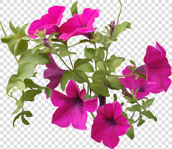 Petunia Png  Transparent PngTransparent PNG